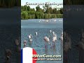 CAMARGUE FLAMINGO in FRANCE JBManCave.com #Shorts