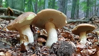 Večerný DUBÁKOVÝ ZÁZRAK. NESKUTOČNÉ množstvá DUBÁKOV. Huby hríby houby grzyby 19.8.2023