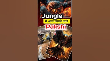 Jungle me Aag 🔥 lagane wala pakshi | facts about fire hawks