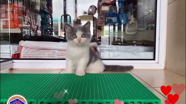 Watch the video about Lovely Kittens awaiting 4️⃣ U in our outlet this March 2021