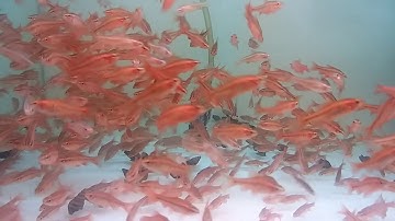 Diếc Anh Đào vây dài- cá đàn thủy sinh khỏe đẹp dễ chăm