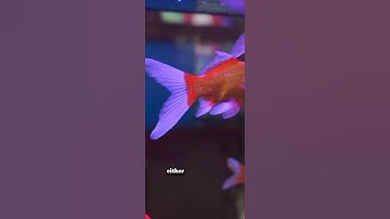 Goldfish Have a 3-Second Memory? Think Again #GoldfishMyth #AnimalFacts #Shorts #MindBlown #Debunked