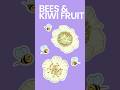 How Bees Make Kiwi Fruit #shorts