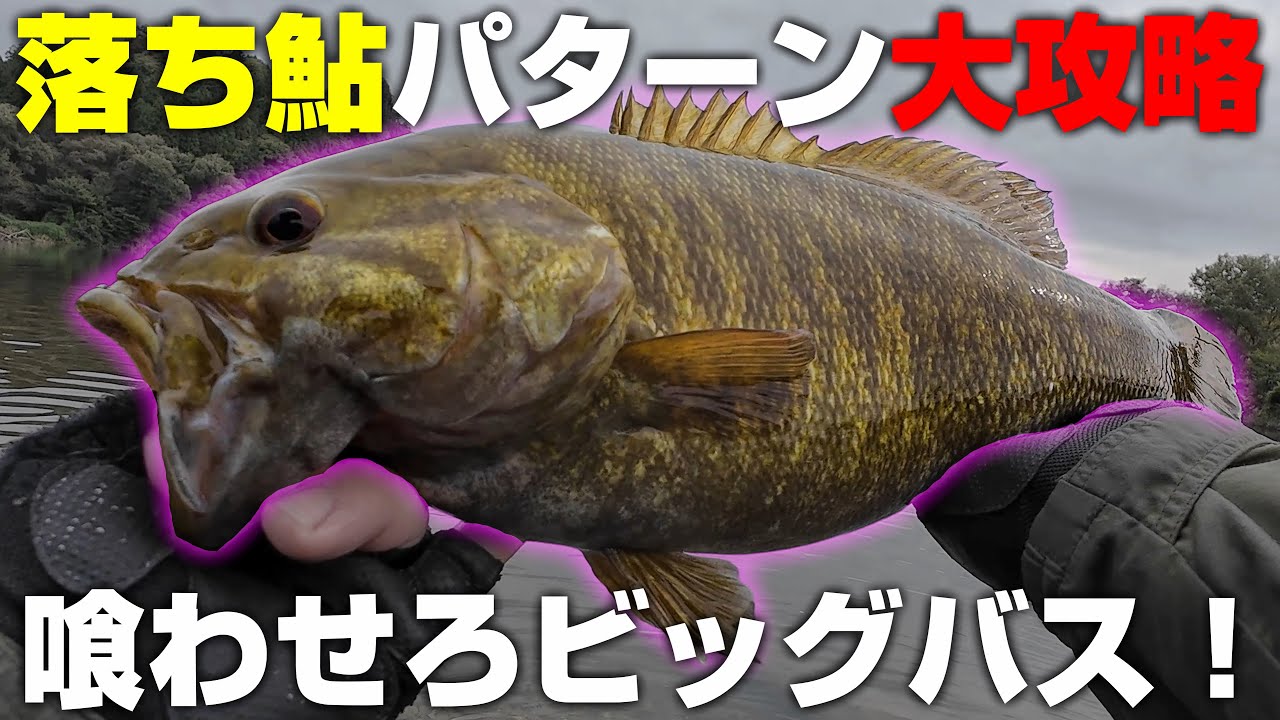 シビアだけどハマればデカい！晩秋の落ち鮎パターン大攻略！【バス釣り】【川スモール】