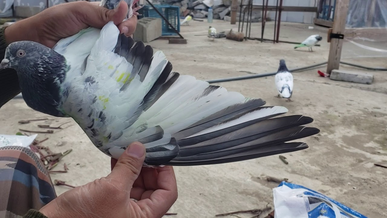 كيف تعرف الحمام الباكستاني الكراس والدماء النظيفه مع ابو احمد من  اليمن