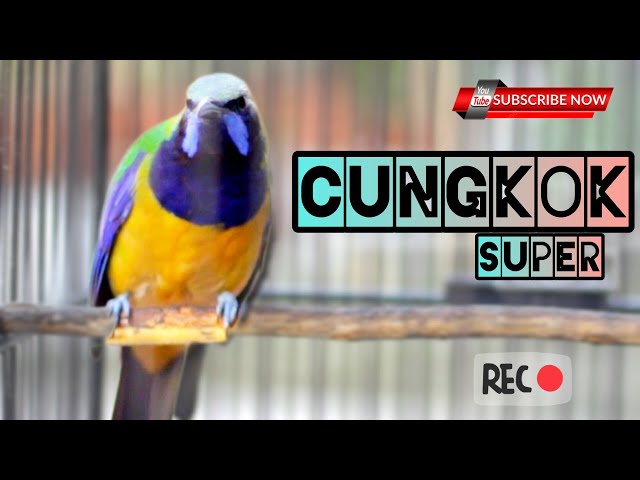 🔴Cucak CUnGKoK super PEDAS gacor nya‼️ class=