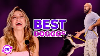 BEST Dog Acts Who RETURNED on AGT and BGT!