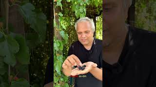 Warum Du Maulbeeren Im Garten Anbauen Solltest Riesen Ernte