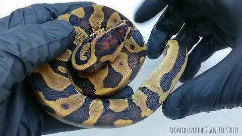 Leopard enchi het genetic stripe 1.0 pitone reale python regius