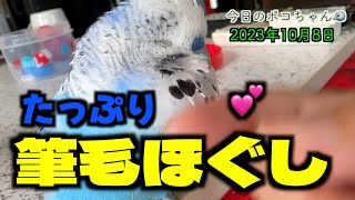 ツクツクさんがいっぱいで痒そうなのでいーっぱいカキカキしてほぐしました❤【しゃべるインコ】今日のポコちゃん2023108