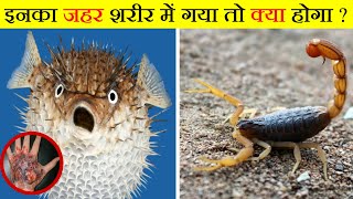 ये है दुनिया के 10 सबसे ज़हरीले जानवर, Poisonous Animals by UNKNOWN FACTS HINDI 4,656 views 9 months ago 8 minutes, 24 seconds