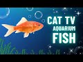 Cat TV – Real Fish Swimming in Aquarium | Relaxing Video for Cats and Humans | 10 Hour Loop