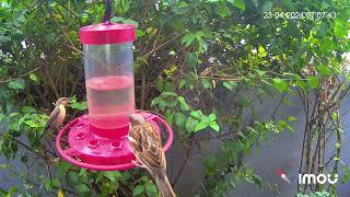 LIVE Sunbird Feeder cam