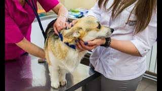 Слышу в трубке его вой. Отправляю коллегу к ним домой. Капельницы, обезболивающие… Слышу в трубке его вой. Отправляю коллегу к ним домой. Капельницы, обезболивающие…