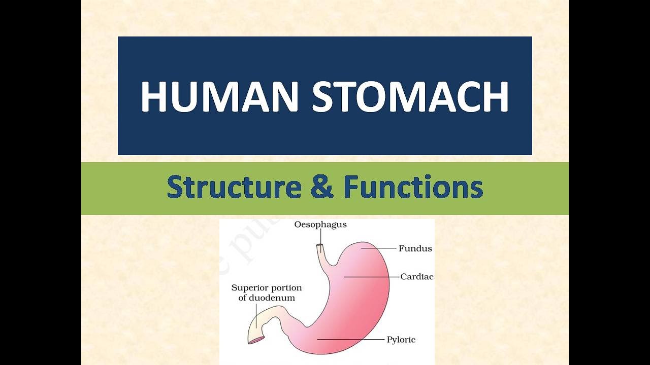 Human Stomach Functions With Pdf Youtube