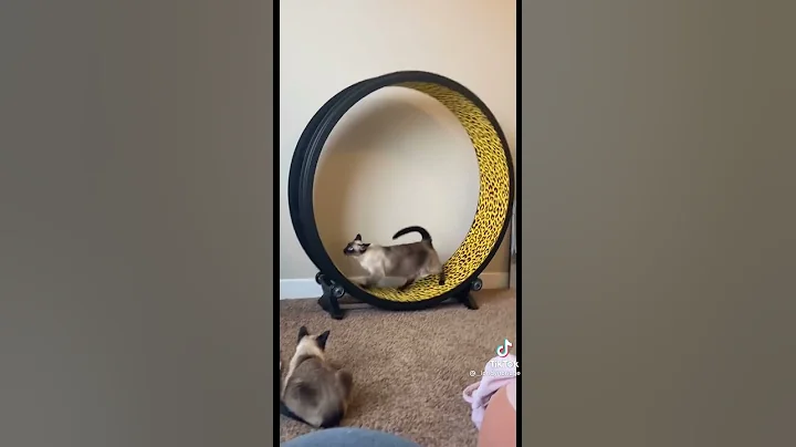 Video 1583181: siamesecats kitty, cutest siamese