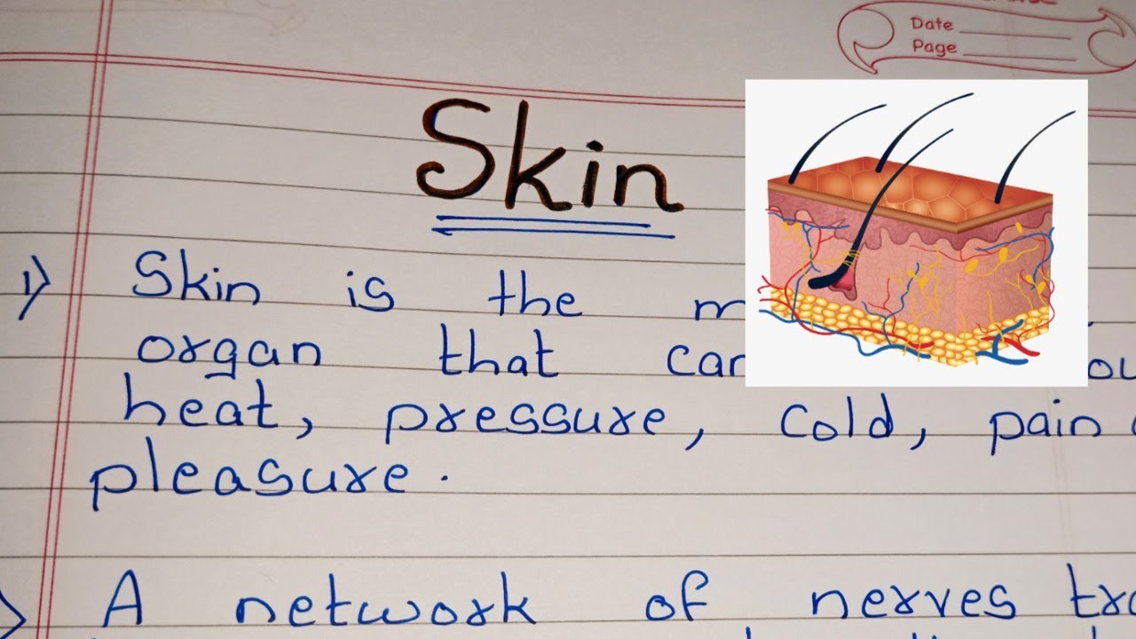 essay about skin