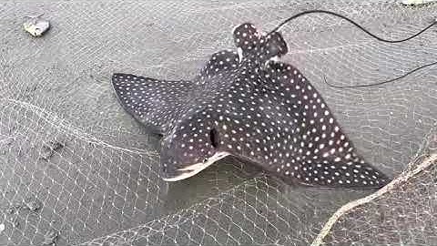 Spotted Eagle Ray Jekyll Island Seine Net September 2021