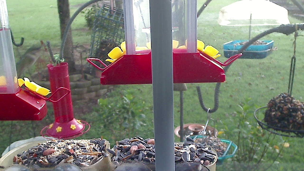 Bird feeding cam YouTube