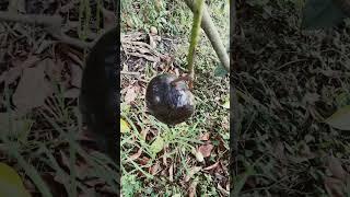 Best Avocado I Ever Tasted