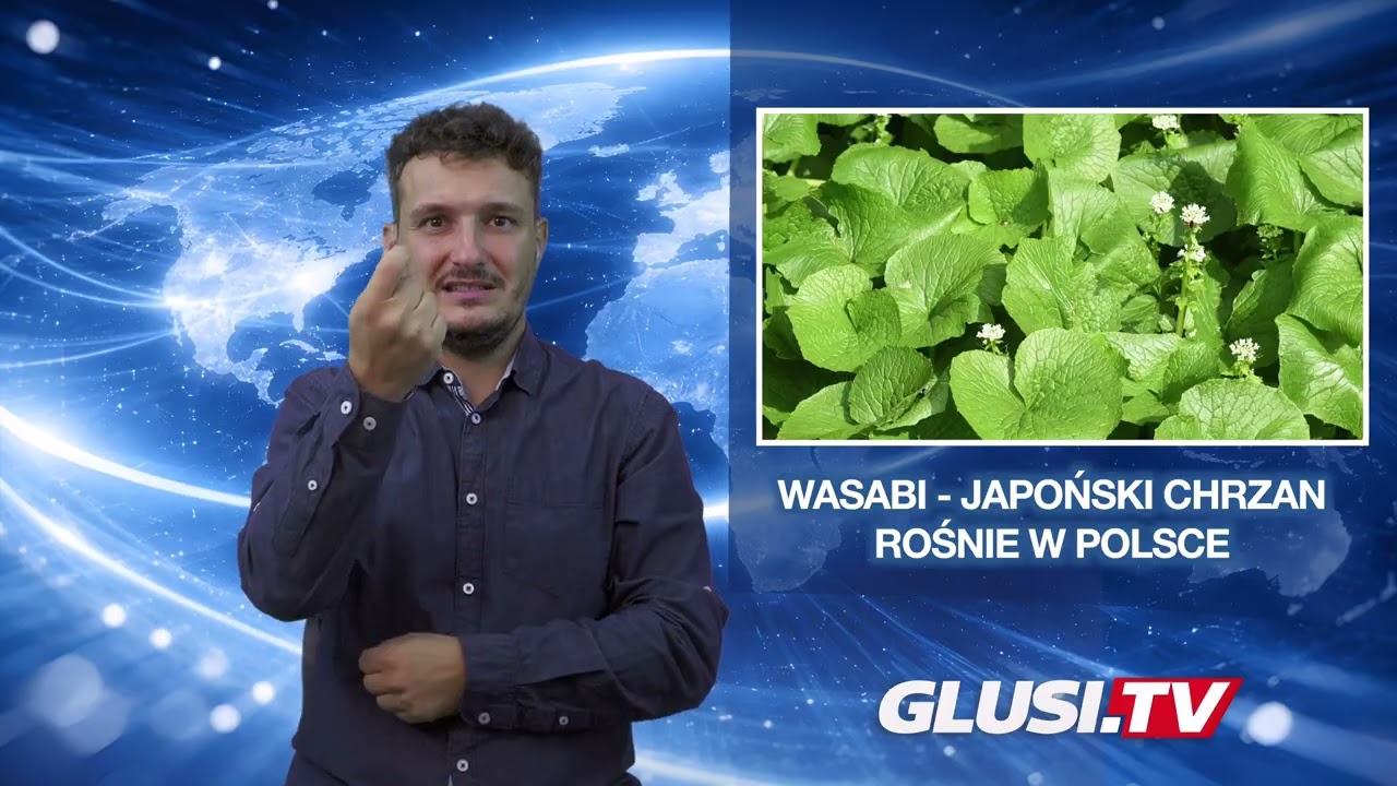Wasabi - japoński chrzan rośnie w Polsce
