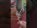 Basic Knots.Беседочный Узел (Голландия)#shorts
