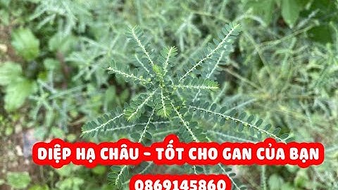 Diệp hạ châu (Cây chó đẻ răng) - Tốt cho gan, viêm gan b, giải độc gan