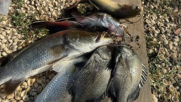 Câu lure cá chẽm bằng cần bulava titanium và máy Daiwa RZ- sức mạnh combo bình dân săn lùng chẽm to