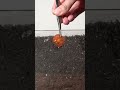 Growing TOMATO Plant From Tomato Slice #shorts