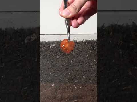 Video: Spirer min tomats frø - information om vivipary i tomater