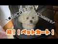 【犬と猫】初めてのペットカート