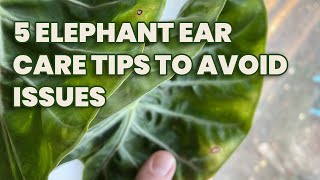 5 Elephant Ear Plant Tips To Avoid Issues
