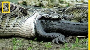 Rare : Ce python avale un alligator vivant