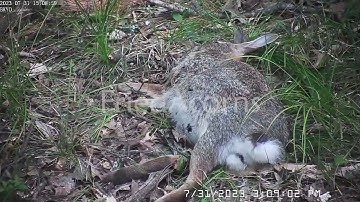 Rabbit Decomposition Time-lapse - (48 Hours)