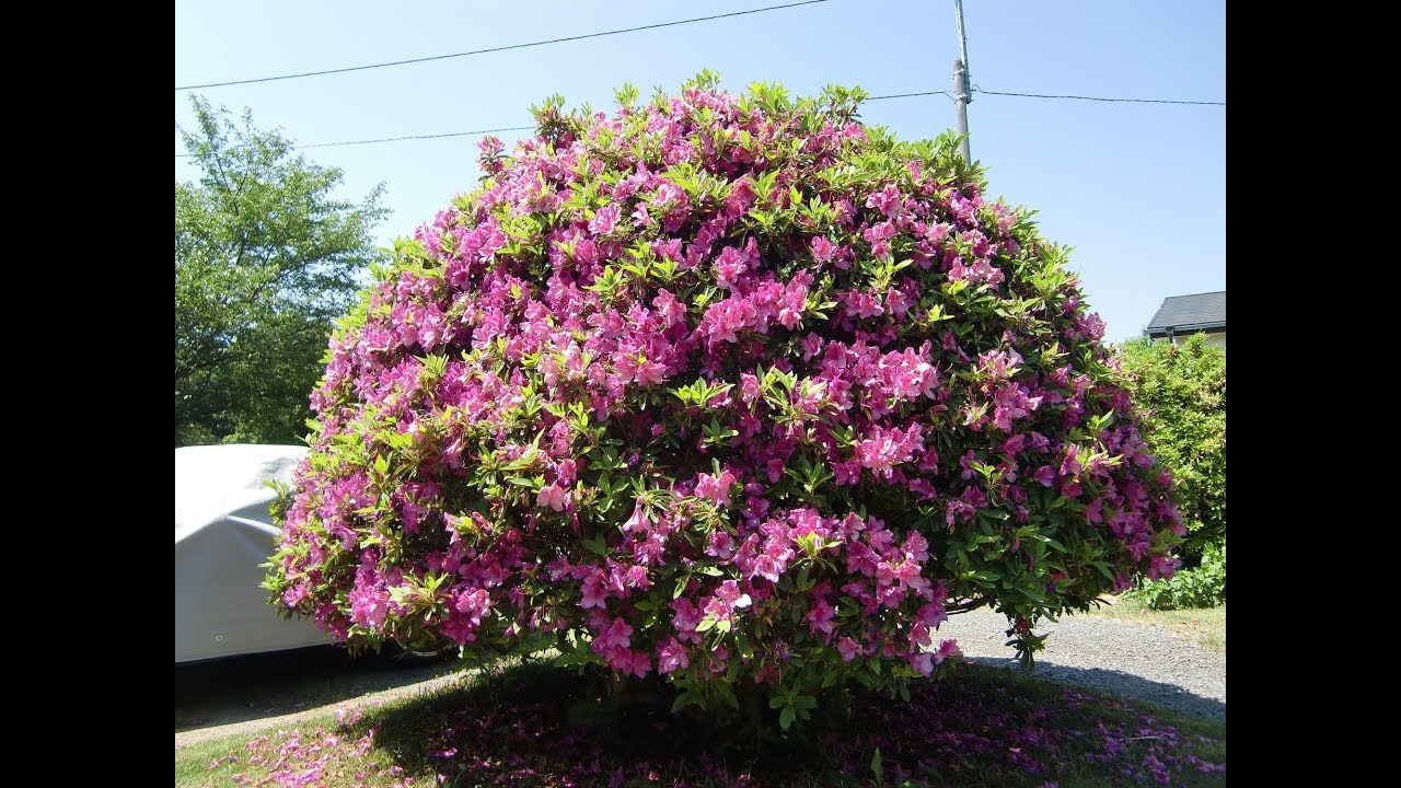 ツツジの剪定時期 花が咲かない理由と花を咲かせるための条件 庭木の剪定専門サイト