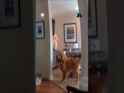 Homem invade casa nos EUA e cachorro reage tentando brincar com ele #shorts #JR24H