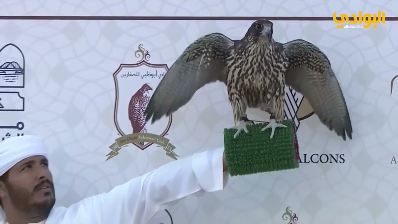 مسابقة مهرجان الشيخ زايد للصيد بالصقور | فئة الشيوخ | شوط جير بيور | جير قرموشة | فرخ