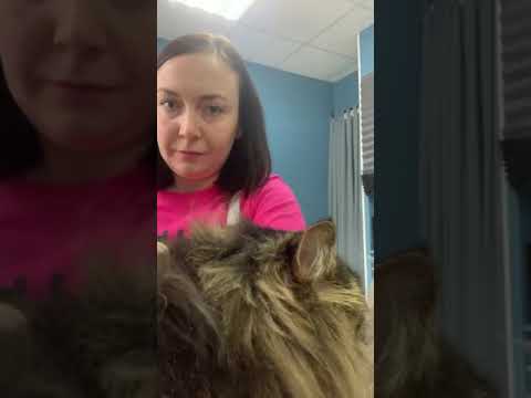 Вычес кошек в сети груминг-салонов PetSmile