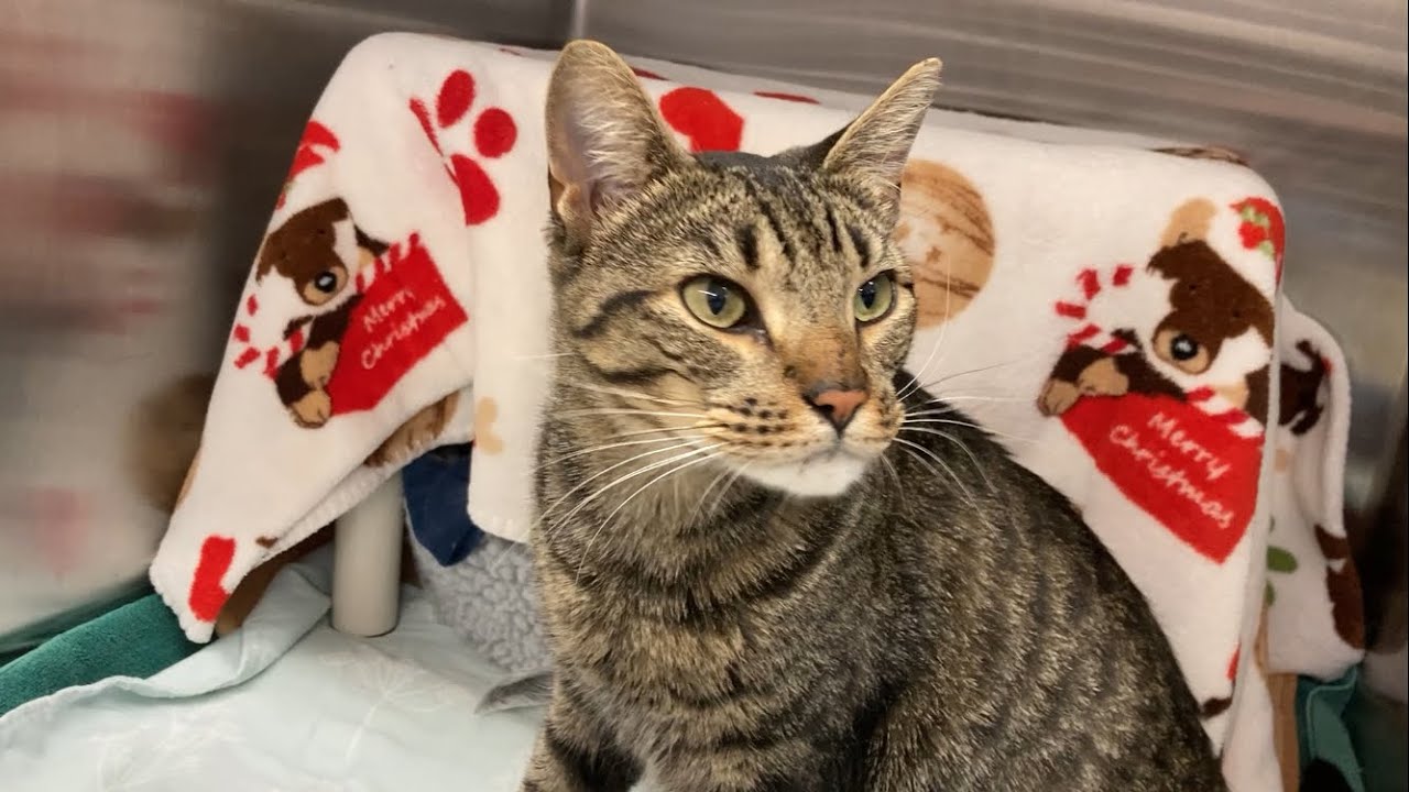 He's a love bug AND a lap cat (and a BIG boy)! A198170 Jubilee