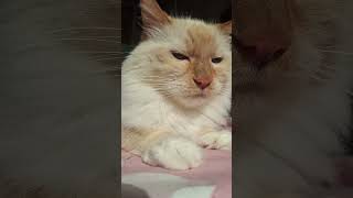 пьяные курильщики#котикмой #юмор