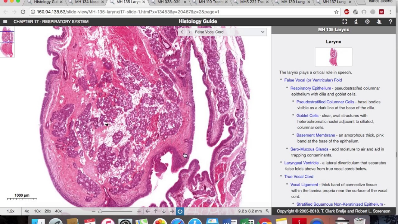 Histologia do sistema respiratorio