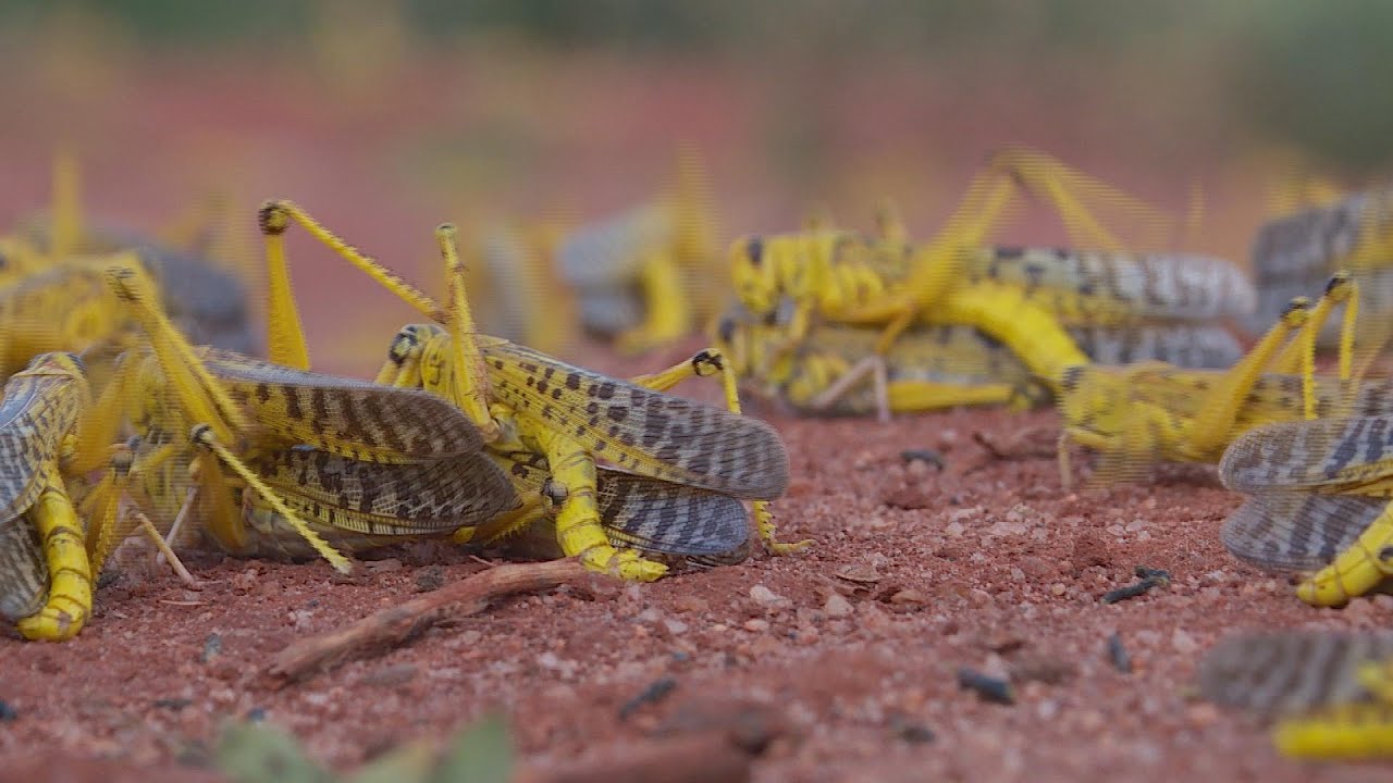Sprinkhanenplaag Afrika dreigt desastreus te worden - YouTube
