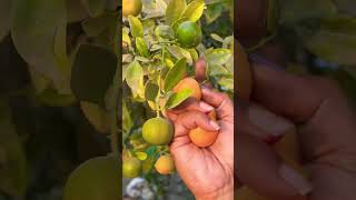 Dikhne me chota lekin power me mota 🍊 #orange #india #garden #gardening #village #harvest #nature