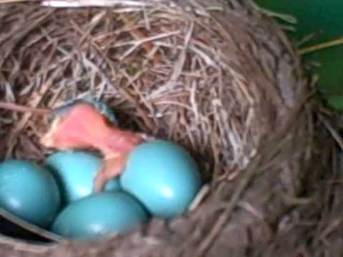 Robin Chick Photo 12