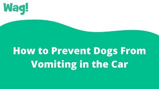 How to Prevent Dogs From Vomiting in the Car | Wag!