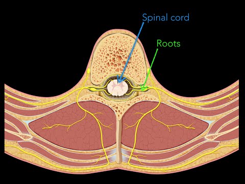 Spinal nerves