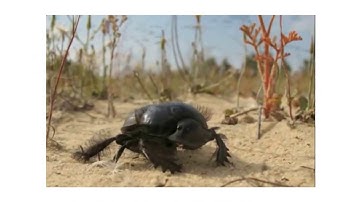 Bounding Gait Locomotion of a Legged robot inspired by the African Dung Beetles