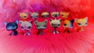 All of my Short Haired Cats!