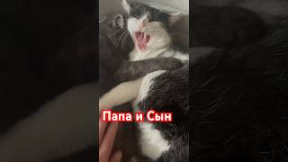 Папа Панда И Сын Чупа #Love #Panda #Кошки