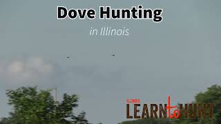Dove Hunting Illinois: What you need to know to get started